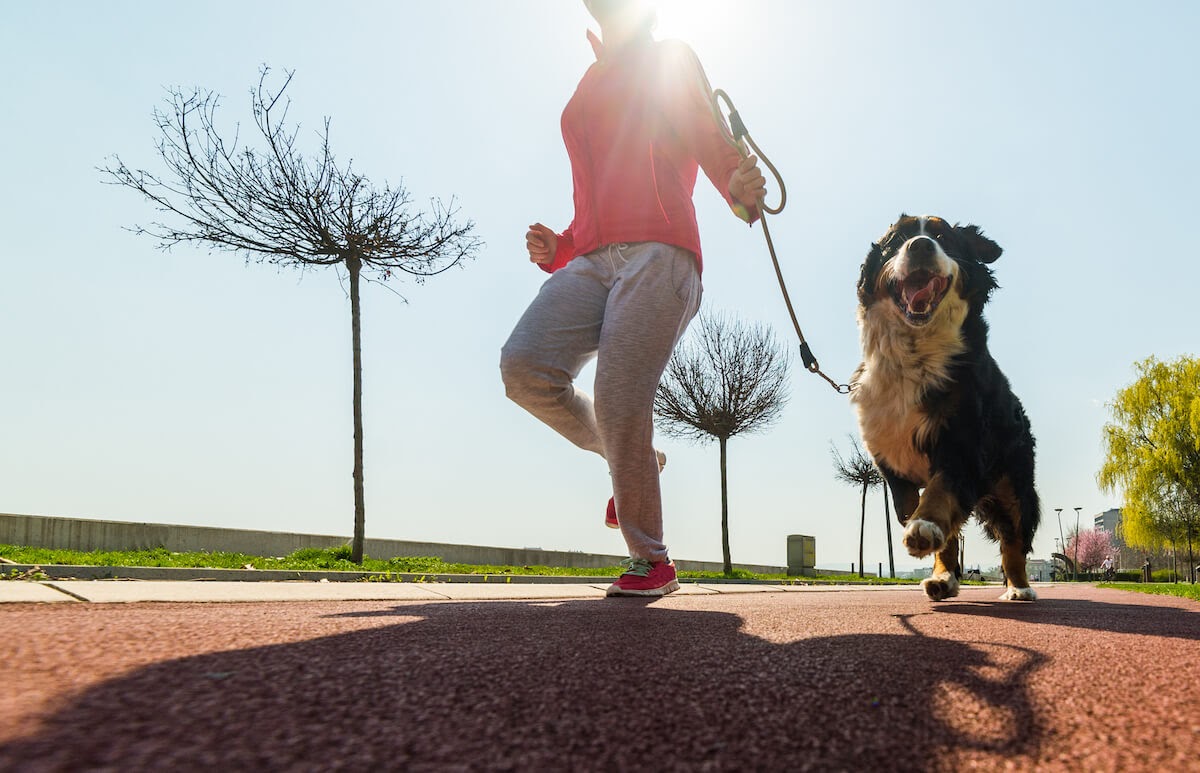 how-much-exercise-does-a-dog-need-in-2022-dog-exercise-dog-care